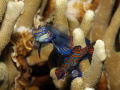  Very shy fishes difficult photograph since they really do like light :-) :)  